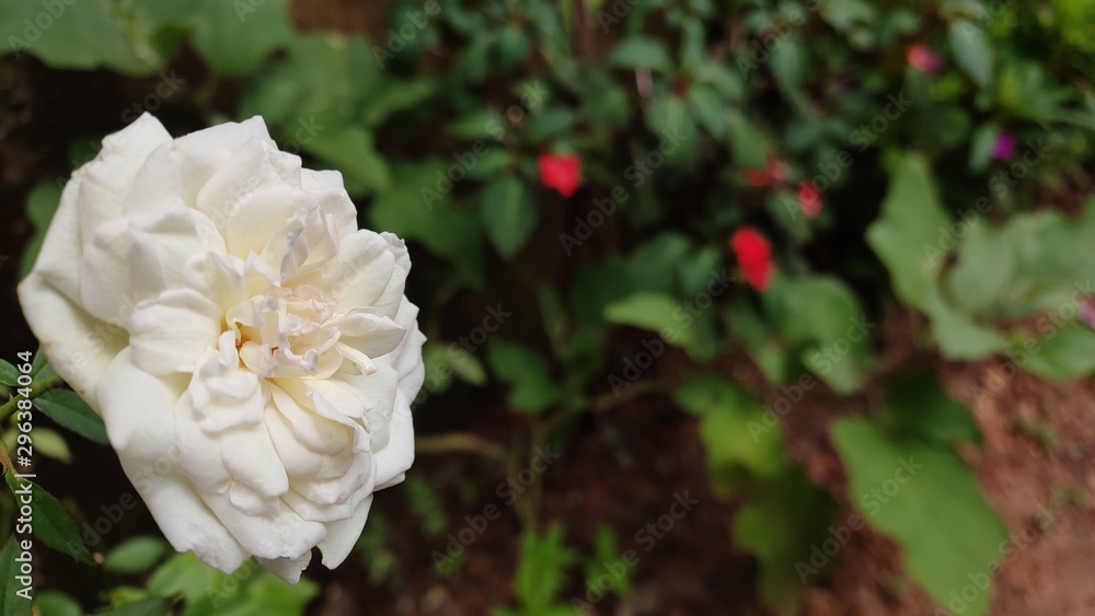 Obraz premium White flowers