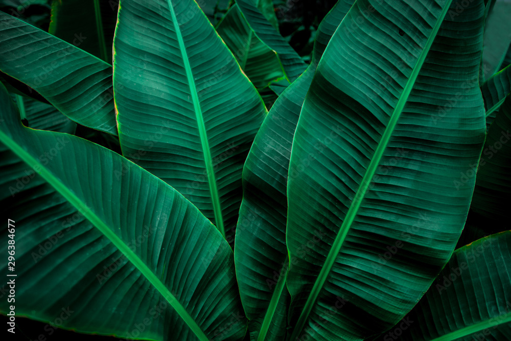 tropical banana leaf texture in garden, abstract green leaf, large palm  foliage nature dark green background Stock Photo | Adobe Stock