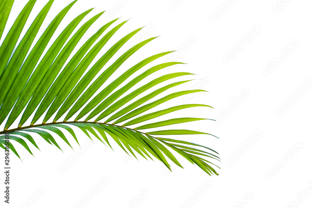 tropical coconut leaf isolated on white background, summer background tropical coconut leaf isolated on white background, summer background