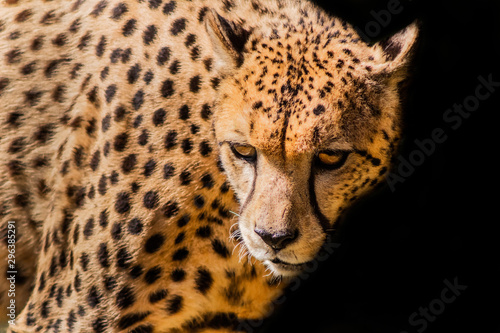 a cheetah resting in a green meadow