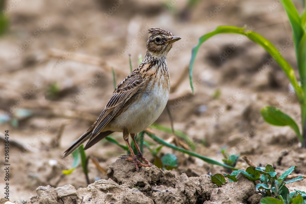 Common skylark (Alauda arvensis)