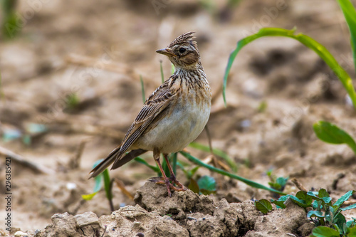 Obraz na płótnie Common skylark (Alauda arvensis) w salonie