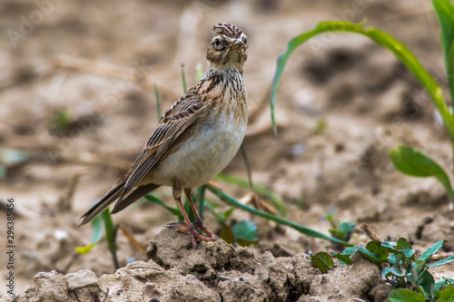 Obraz na płótnie Common skylark (Alauda arvensis) w salonie