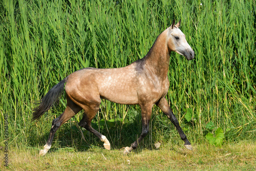 Buckskin akhal teke breed horse runs in the field near long water grass.