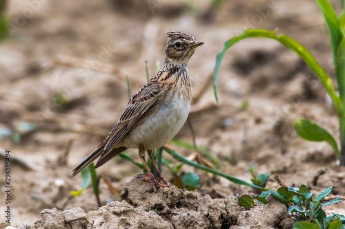 Obraz na płótnie Common skylark (Alauda arvensis) w salonie