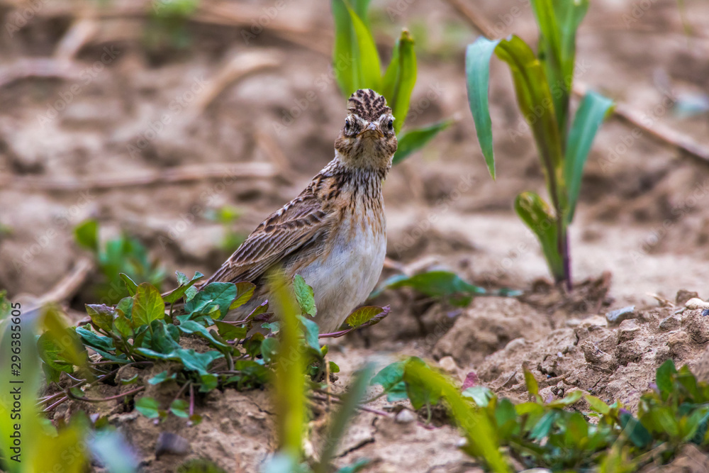 Common skylark (Alauda arvensis)