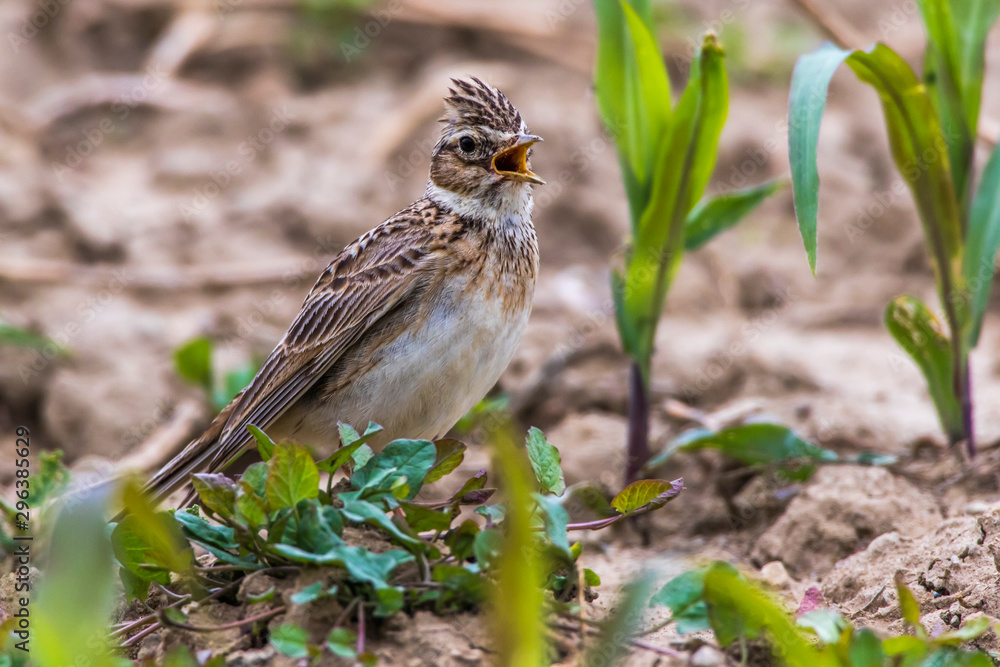 Common skylark (Alauda arvensis)