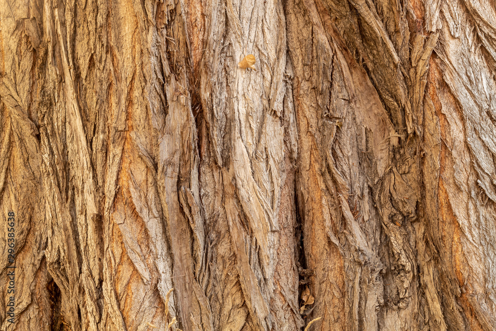 Obraz premium Close Up Tree Bark Texture Background