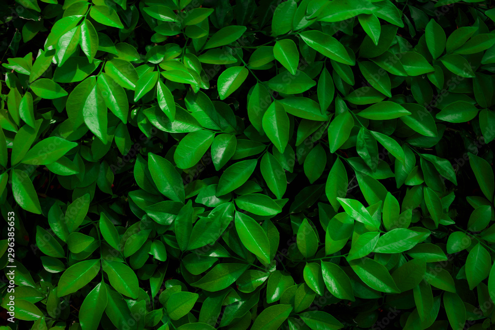 tropical leaf, abstract green leaf texture, nature background tropical leaf, abstract green leaf texture, nature background