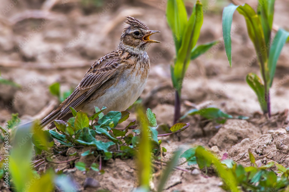 Common skylark (Alauda arvensis)