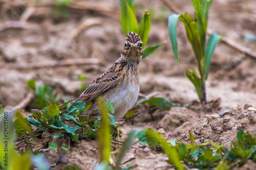 Obraz na płótnie Common skylark (Alauda arvensis) w salonie