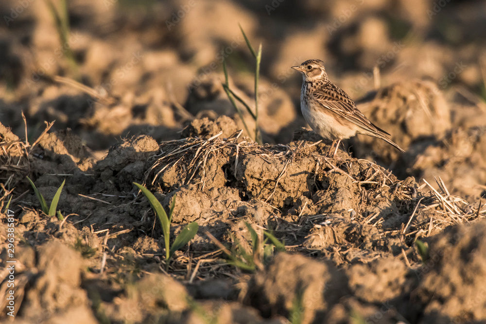 Common skylark (Alauda arvensis)