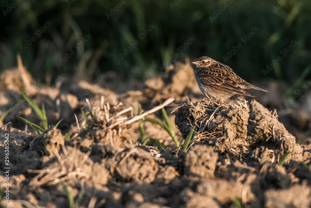 Common skylark (Alauda arvensis)
