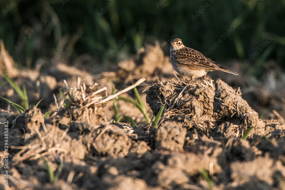 Common skylark (Alauda arvensis)