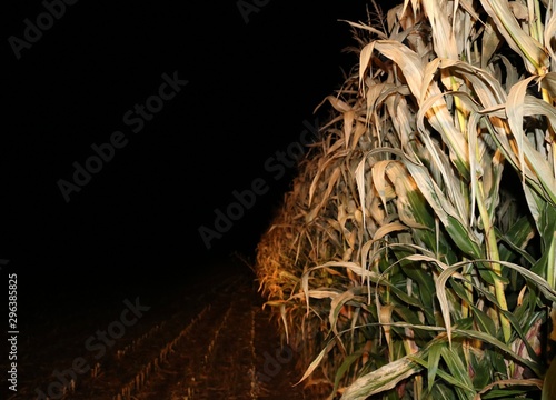 View from tractor seat harvesting corn for silage late at night with headlights shining on stalks - concept of stress hard work long days