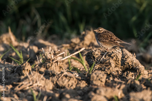 Obraz na płótnie Common skylark (Alauda arvensis) w salonie