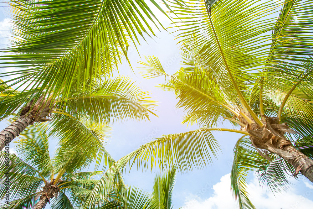 Fototapeta premium Coconut palm leaves perspective view , tropical palm leaves background
