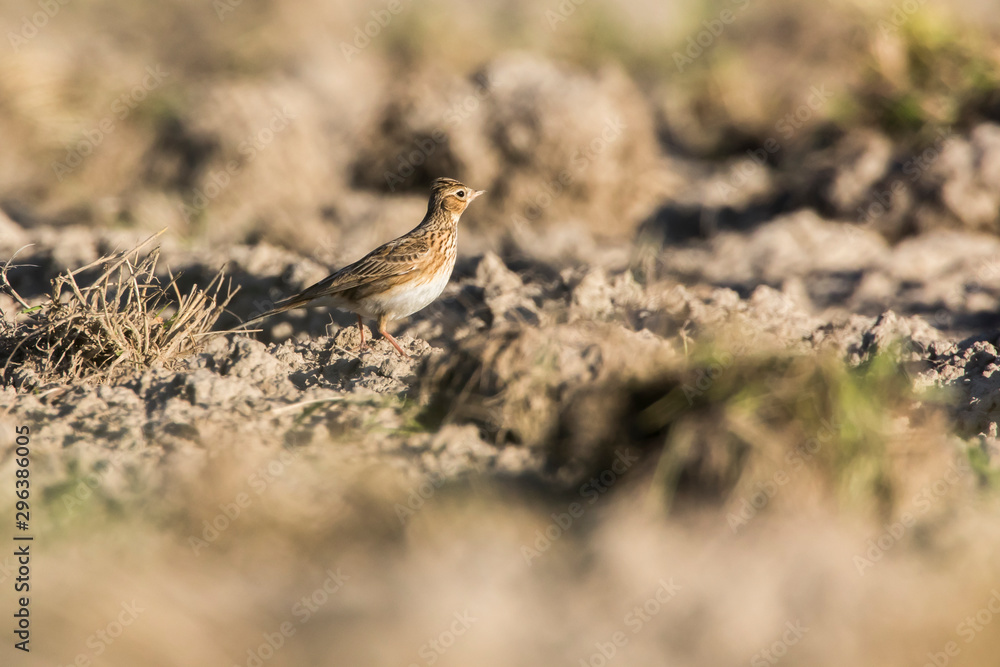 Common skylark (Alauda arvensis)
