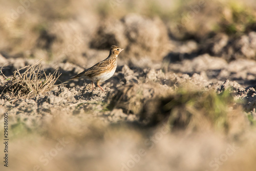 Obraz na płótnie Common skylark (Alauda arvensis) w salonie