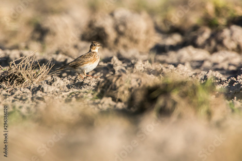 Obraz na płótnie Common skylark (Alauda arvensis) w salonie