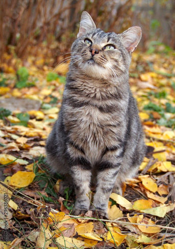 Beautiful grey tabby cat sitting on autumn leaves