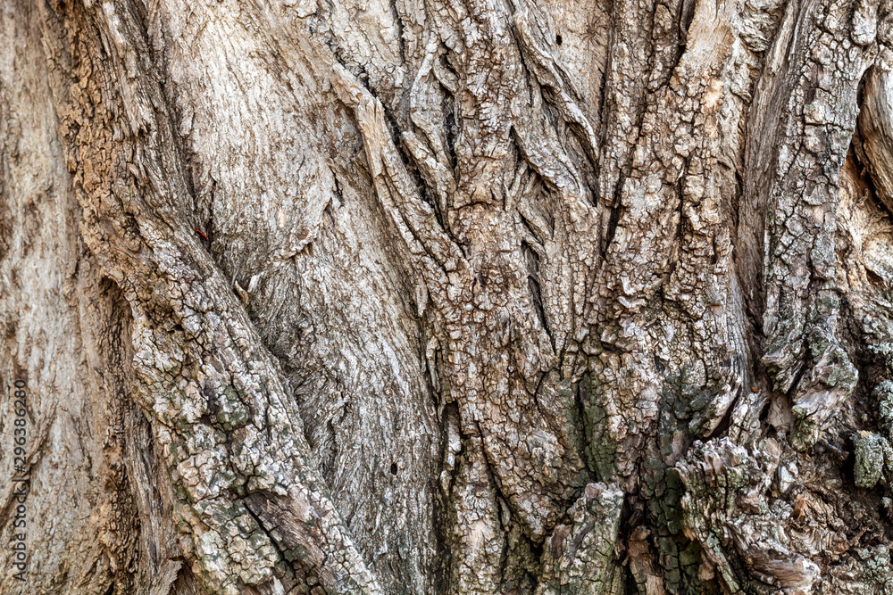 Fototapeta premium Close Up Tree Bark Texture Background