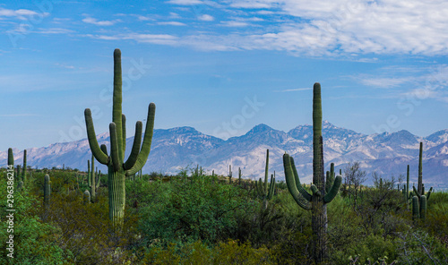 Iconic saguaro cactus in green, rainy season desert landscape, USA