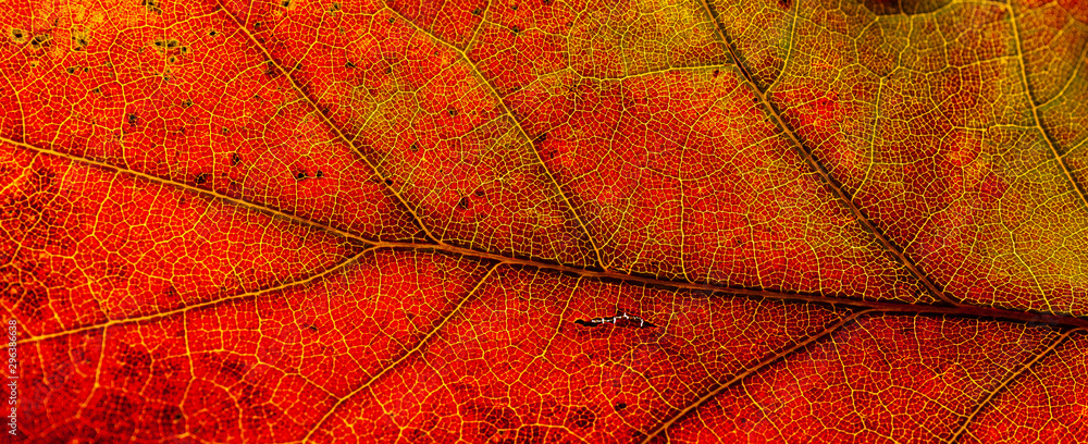 Red and yellow leaves macro, veins on transparent leave. Golden autumn. - obrazy, fototapety, plakaty 