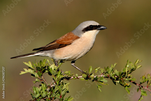 Male of Red-backed shrike, Lanius collurio © Jesus