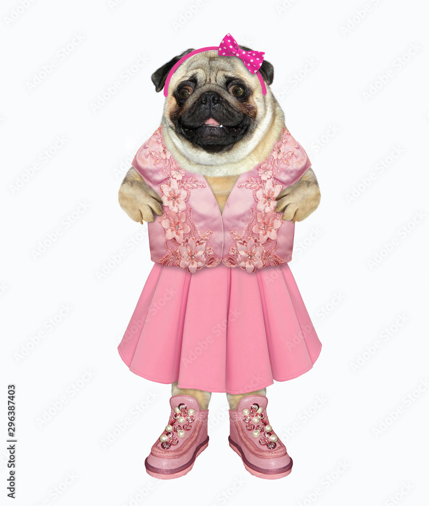 The dog dressed in a fashionable pink dress, a headband and shoes. White background. Isolated.