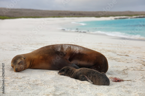 Galapagos islands animals. Newborn baby sea lion pup right after birth next to mother sea lion. Galapagos island cruise ship excursion Gardner Bay Beach, Espanola Island, Galapagos Islands, Ecuador.