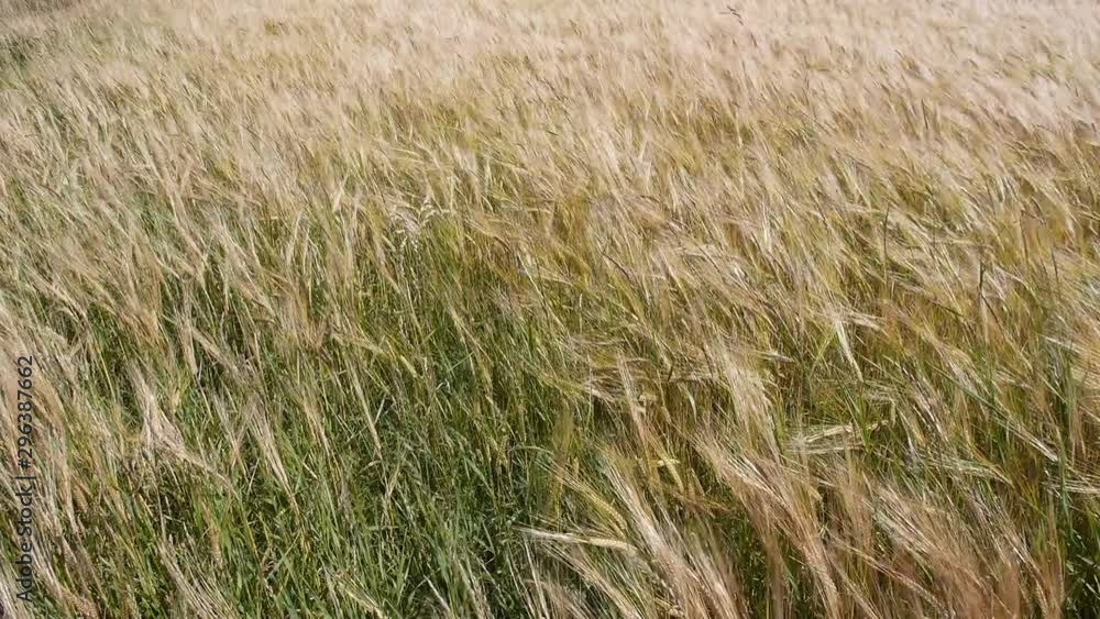 Barley field blowing softly in the wind, Close up Barley field blowing softly in the wind, Close up