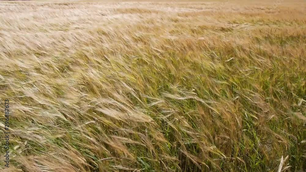 Close up of golden barley field blowing in the wind Close up of golden barley field blowing in the wind