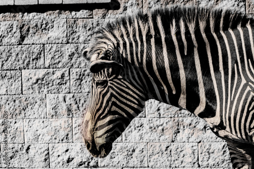 a zebra grazing in a green meadow