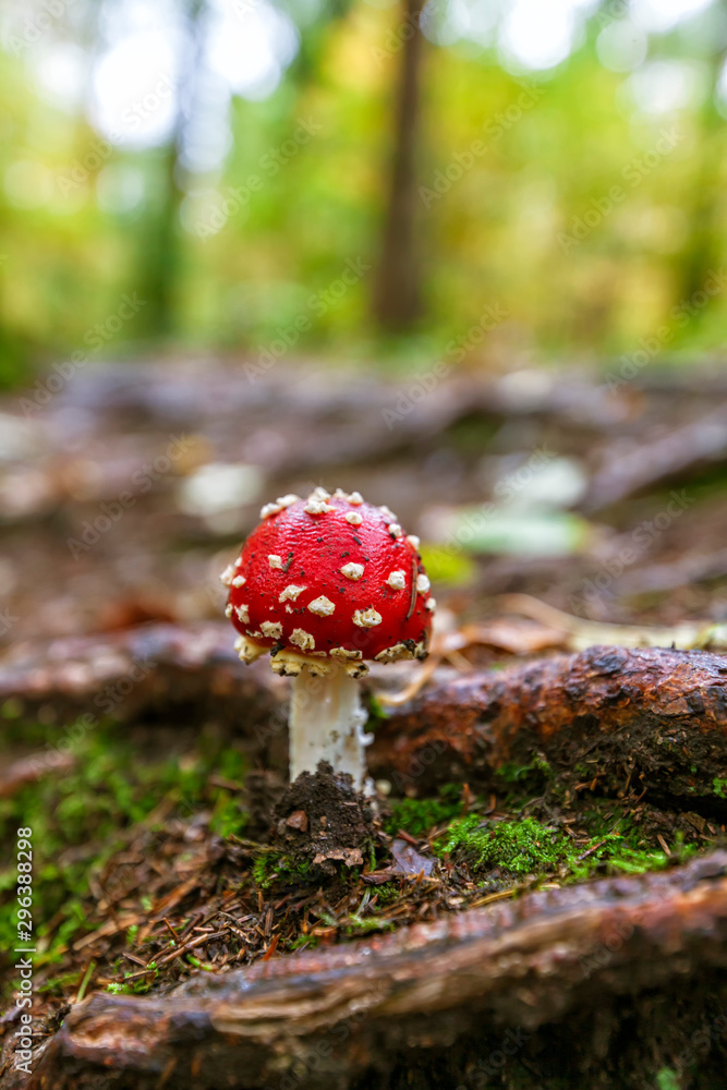 fly agaric mushroom in the forest fly agaric mushroom in the forest