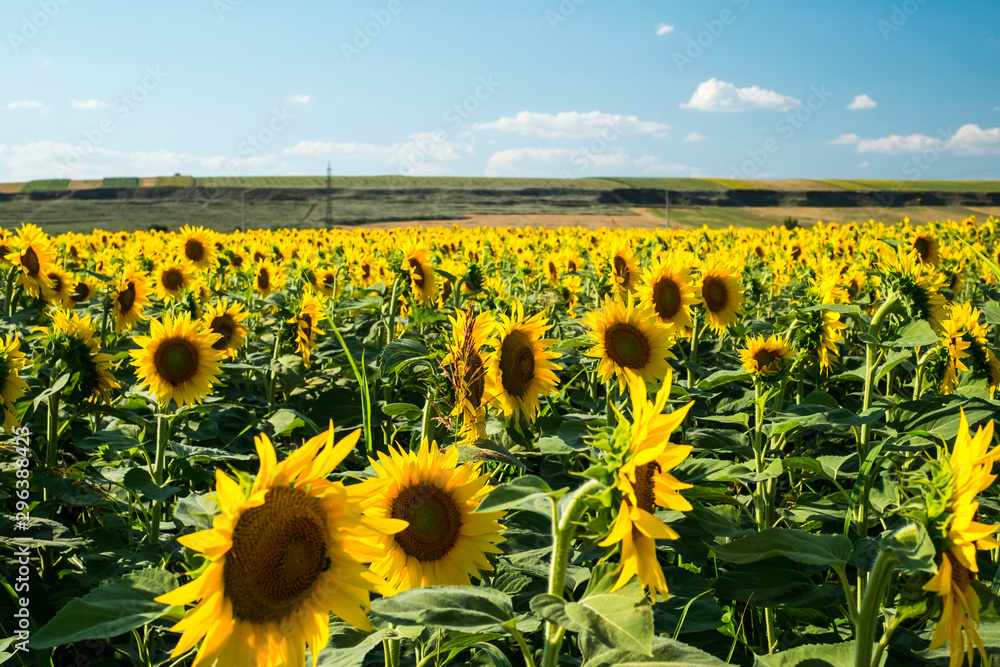 Obraz premium Field of green sunflowers with cloudy sky