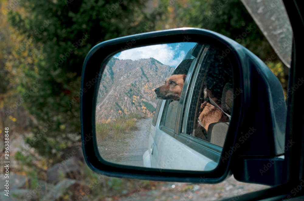 Dog in rear-view mirror. Traveling by car with dog in autumn.