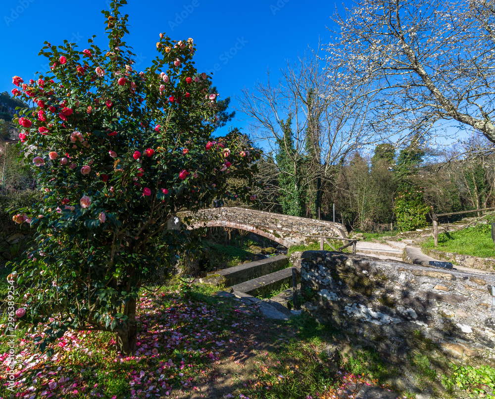 Naklejka premium Giardino di Camelie con ponte in pietra