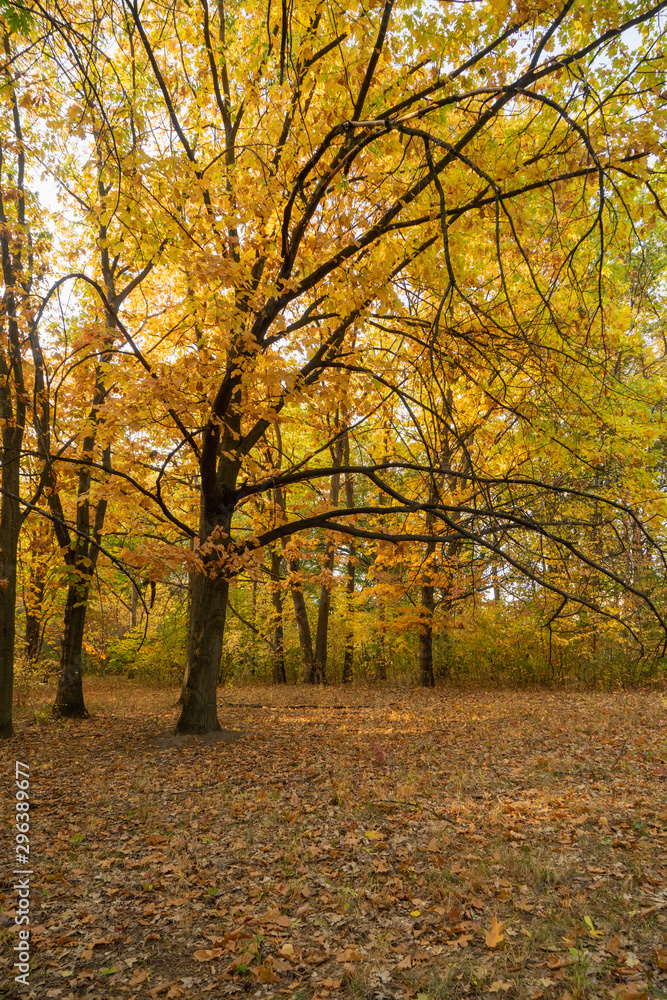 Autumn landscape. Trees with yellow, orange and red leaves. Golden autumn.