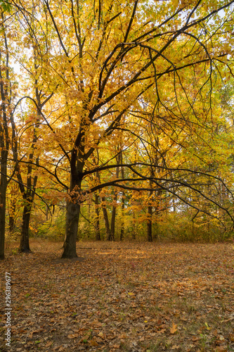 Autumn landscape. Trees with yellow, orange and red leaves. Golden autumn.