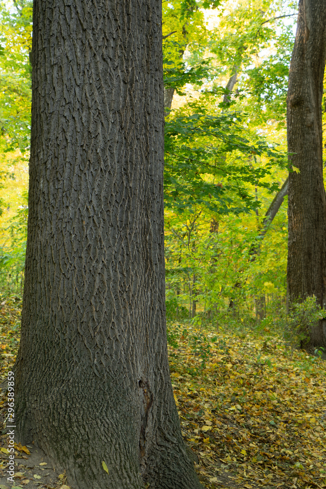 Autumn landscape. Trees with yellow, orange and red leaves. Golden autumn.