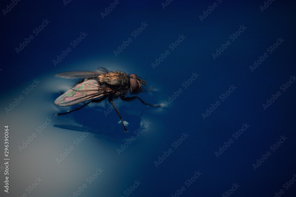 Fototapeta premium fly on blue water