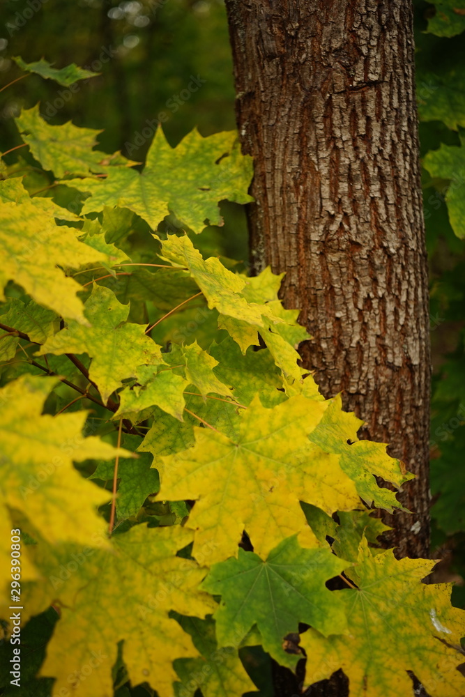 yellow green maple leaves on a background of a tree trunk. yellow green maple leaves on a background of a tree trunk.