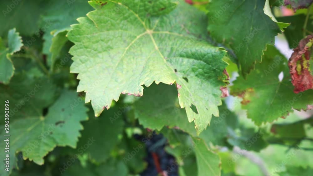 Leaves and grapes on the vine in autumnal vineyard Leaves and grapes on the vine in autumnal vineyard