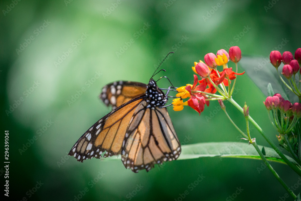 Fototapeta premium Butterfly on Colorful Flowers 