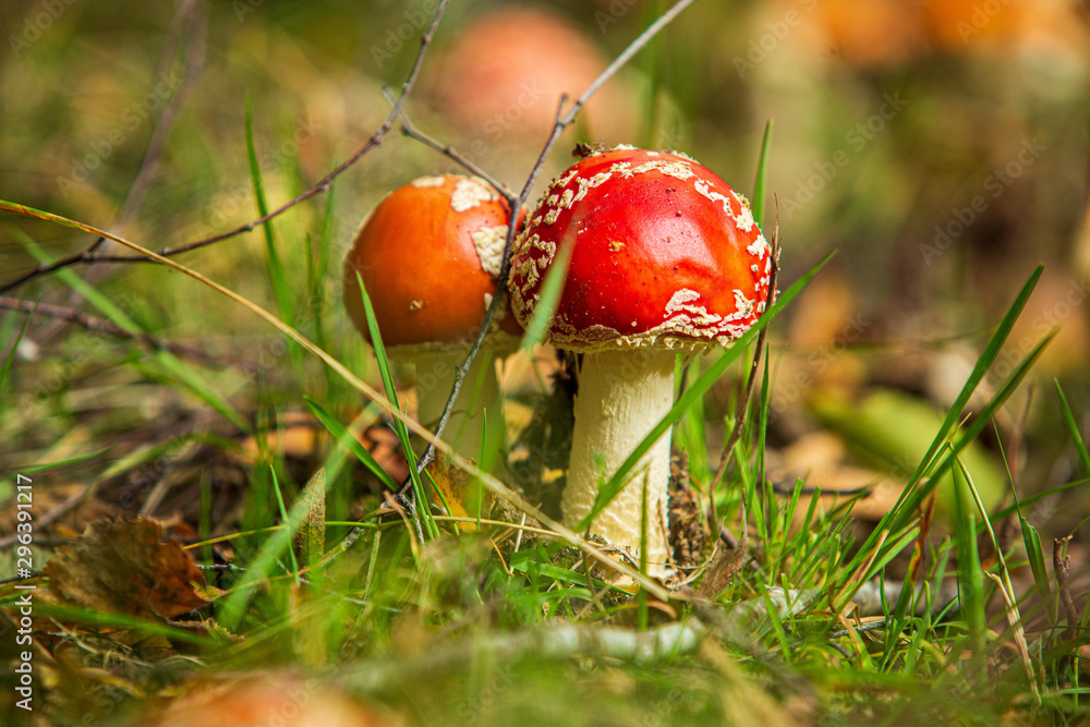 Fly agaric in a forest