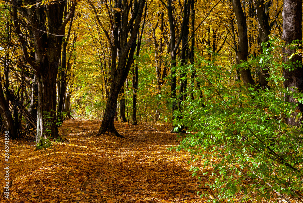 Fototapeta premium Rezerwat Las Zwierzyniecki w Białymstoku, Podlasie, Polska