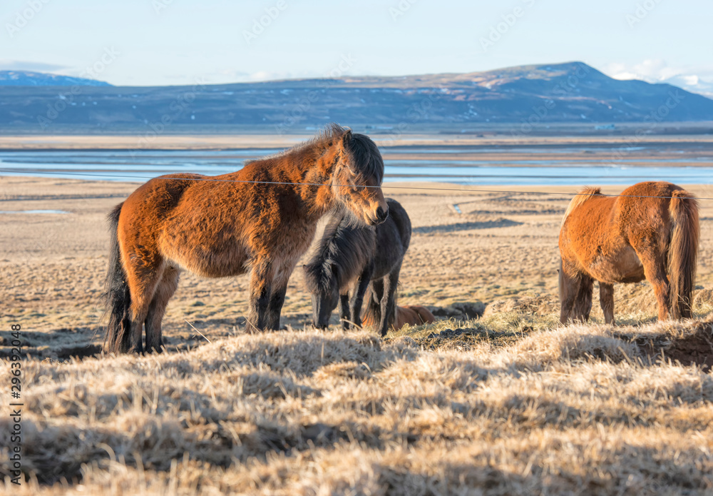 The Icelandic horse is a breed of horse developed in Iceland. 