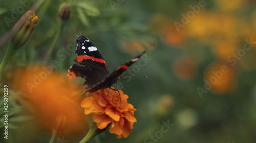 butterfly on flower photo