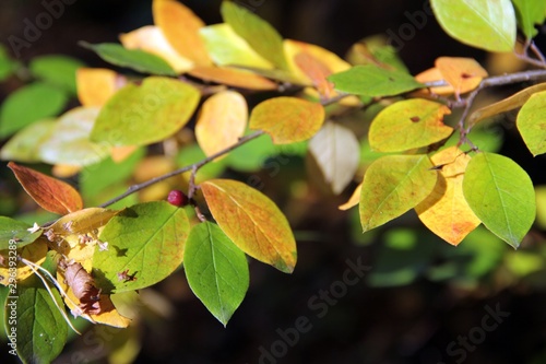 Autumn leaves close up © Lightbreath